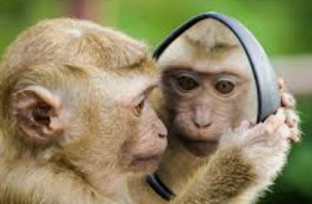 monkey
